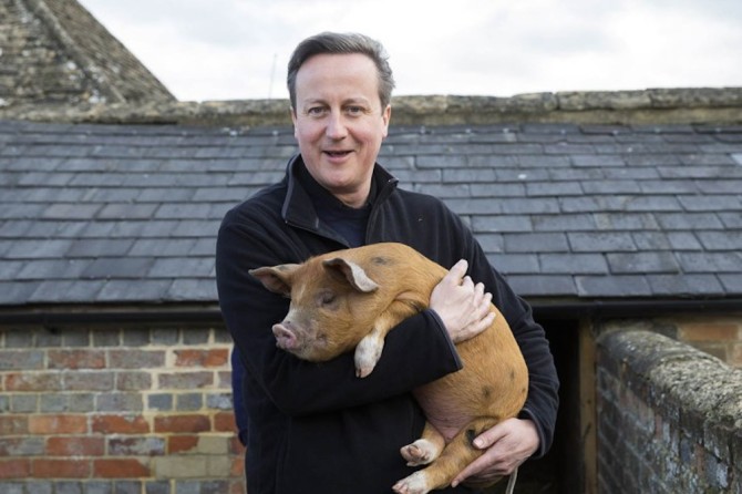 David Cameron Pig