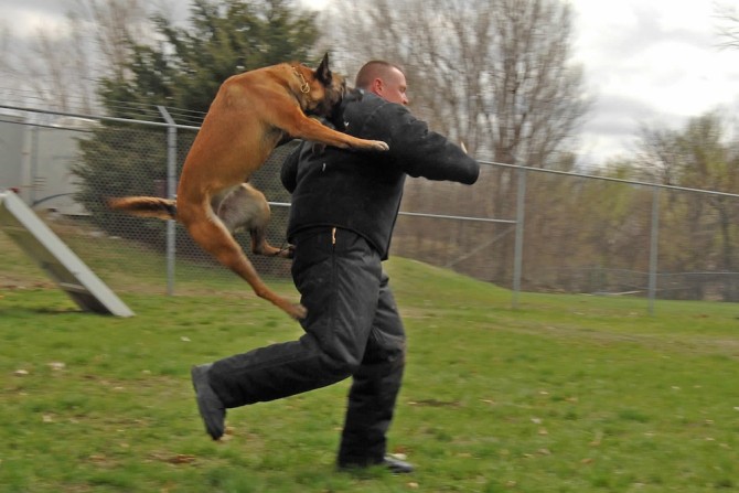 Dog Attacks Man