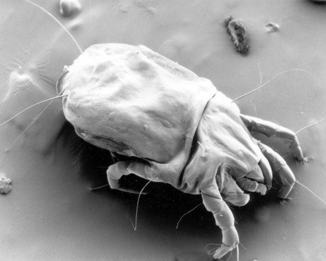 Dust Mite