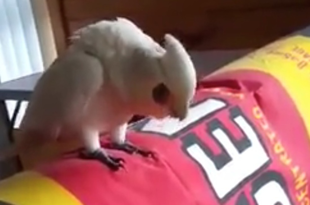 Eric Parrot