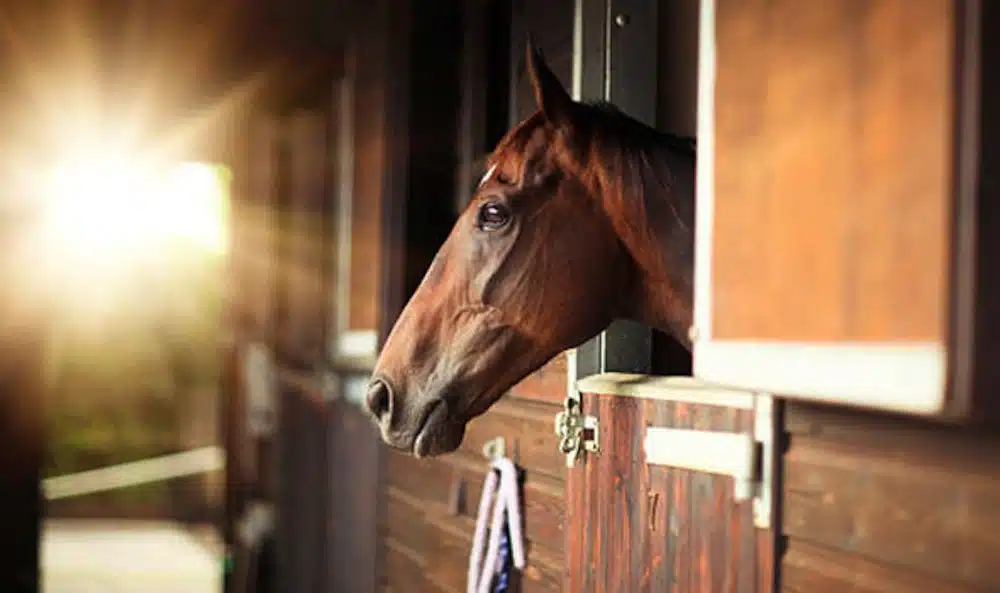 Married Father Of Three Admits Sex Attack On Horse After Being Caught On CCTV
