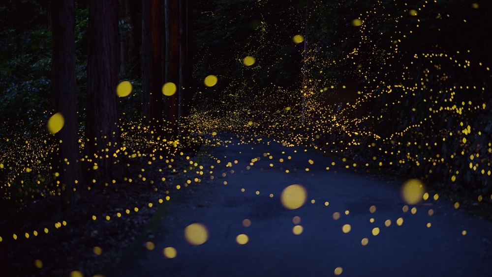 Long Exposure Photography - Rei Ohara Firefly 1