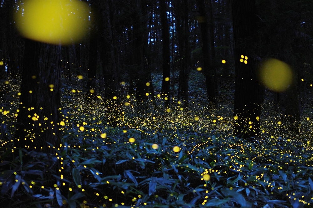 Long Exposure Photography - Rei Ohara Firefly 2