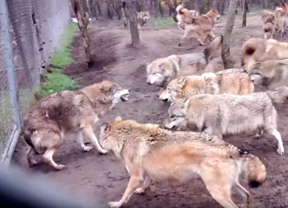 Omega Wolf Attacked Wolfpack