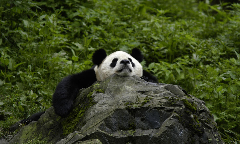 Shittest Animals - Giant Panda