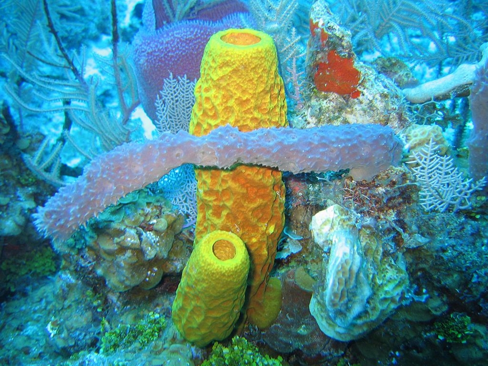Shittest Animals - Sea Sponge