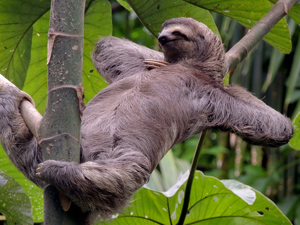 Shittest Animals - Sloth