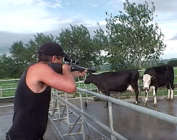 Shooting Cows