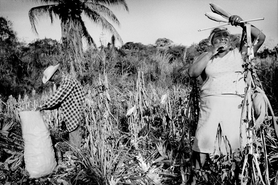 The Third Rood - Matt Black - Harvesting Corn