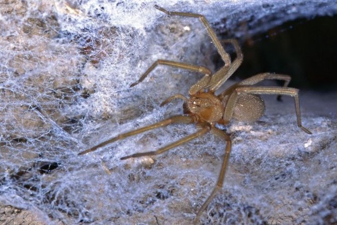Colombian Recluse Spider