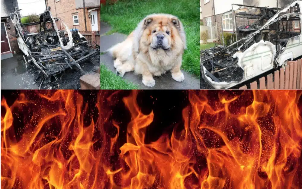 Badass Dog