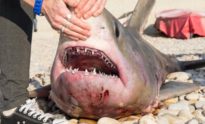 Shark Dorset Featured