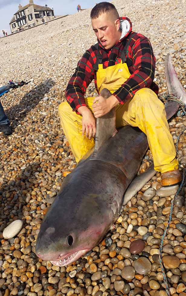 Shark Dorset