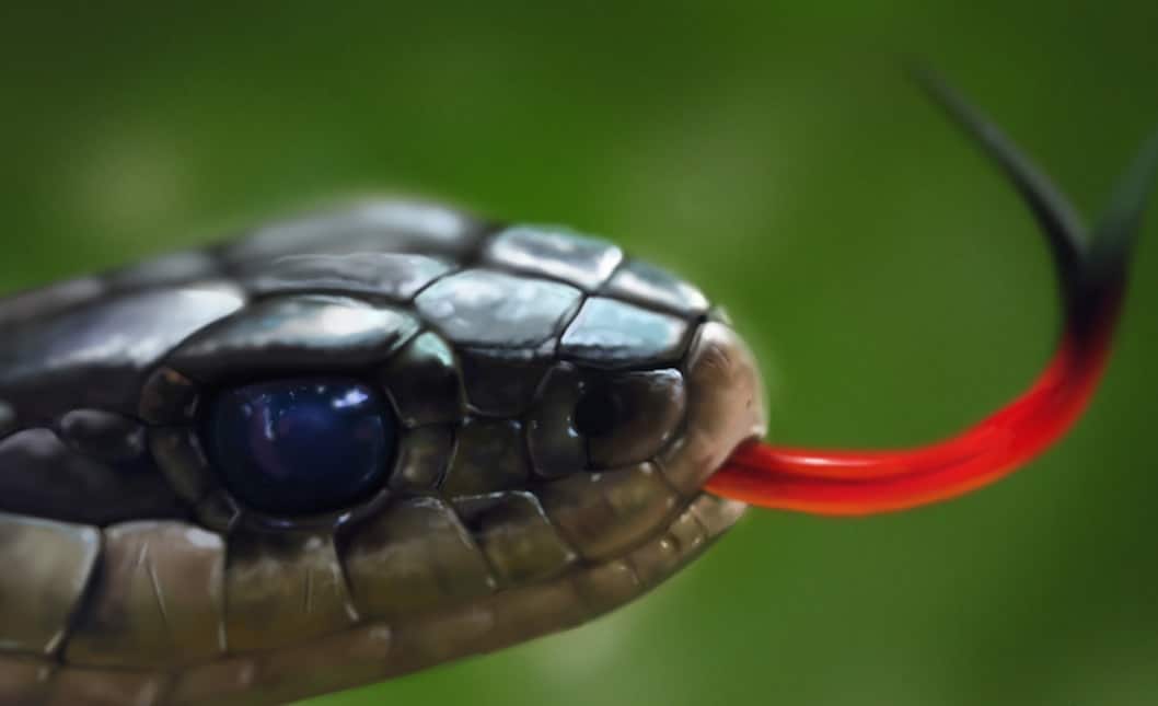 The World’s Largest Snake Has Been Captured And It Is Absolutely Huge