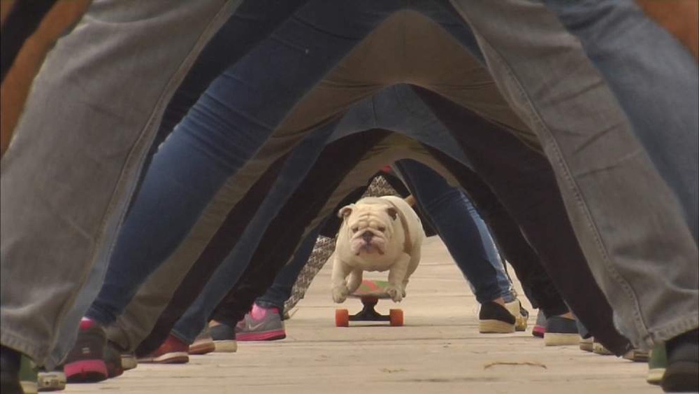 Bulldog Skateboarding World Record