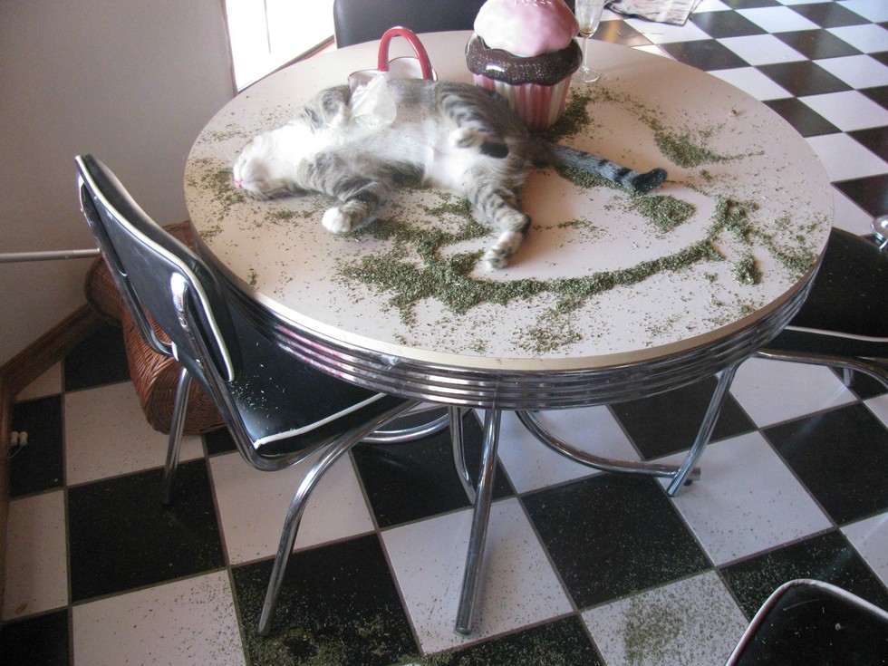 Catnip Heaven