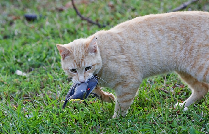 Cats Catching Birds