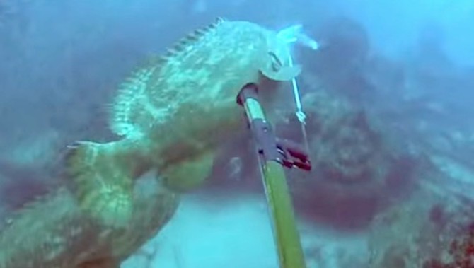 Giant Grouper Fish Drags Spear Fisherman