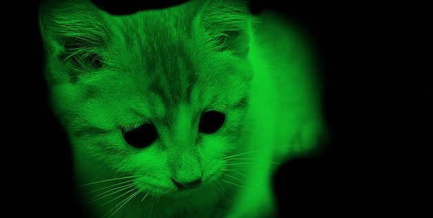 Glow In The Dark Cat 2