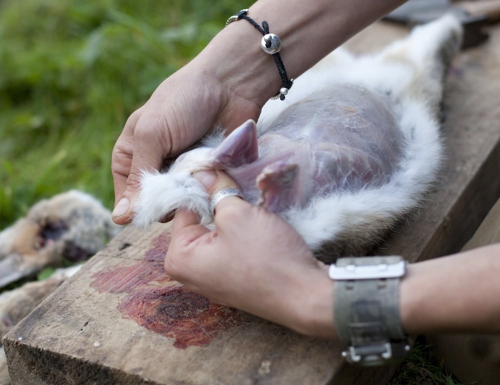 How To Skin And Gut A Rabbit - Stumpy