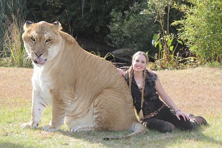 Liger Hercules Massive Cat