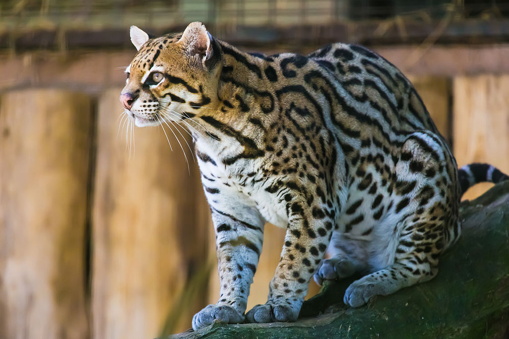 Ocelot Cool Cat