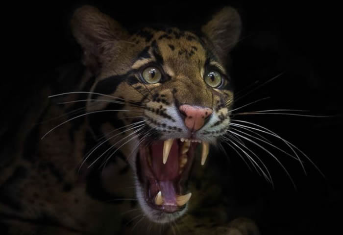 Sunda Clouded Leopard