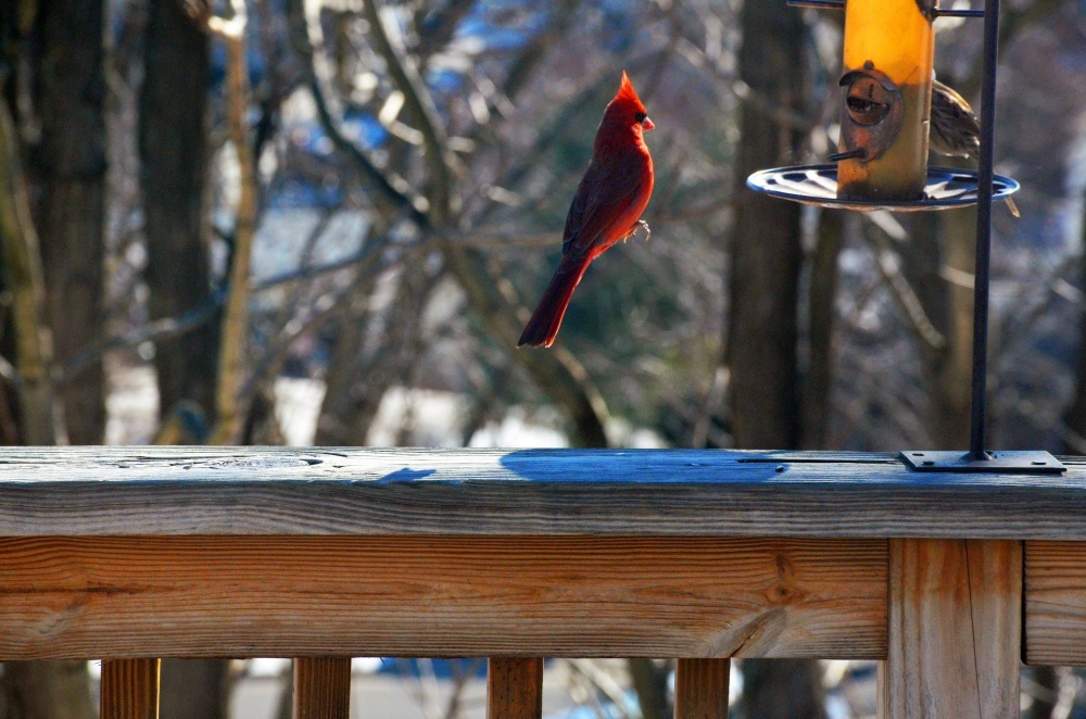 Without Photoshop - Red Cardinal Levitating