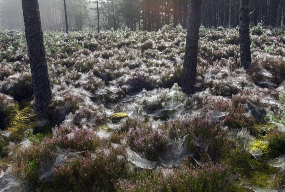 Without Photoshop - Spider Webs - Abernethy Forest Scotland