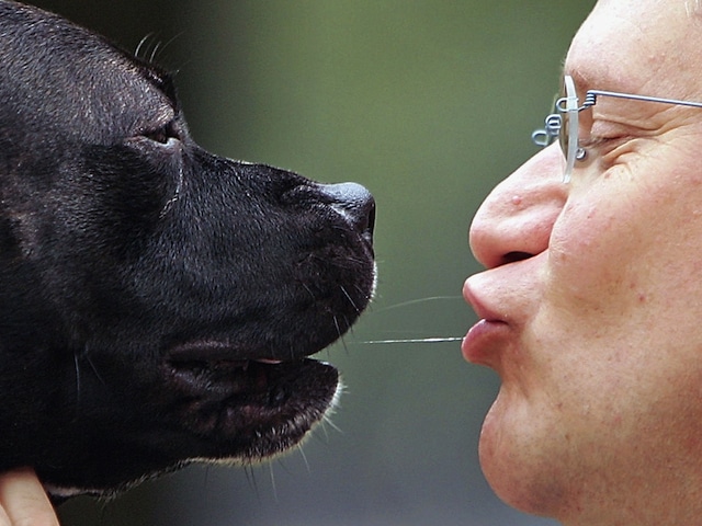 Westminster Dog Of The Year 2006