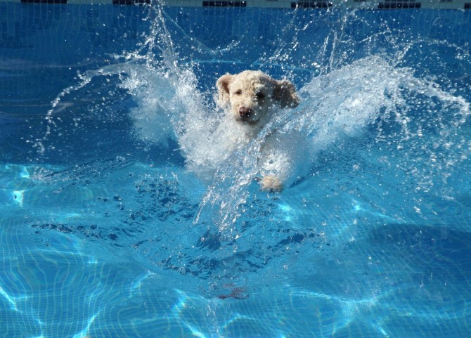 Dog Pool