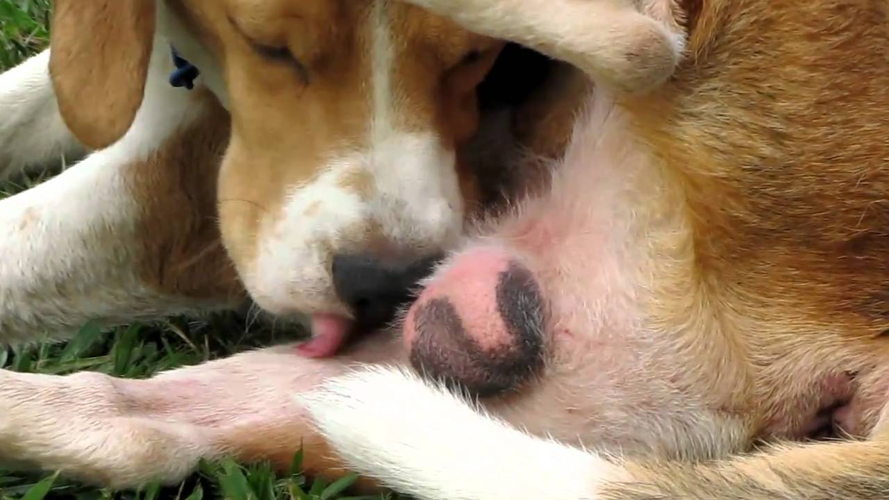 Dogs Are Best - Licking Balls Close Up