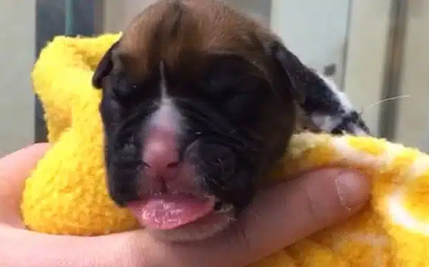 British Couple Celebrate Birth Of First Cloned Puppy