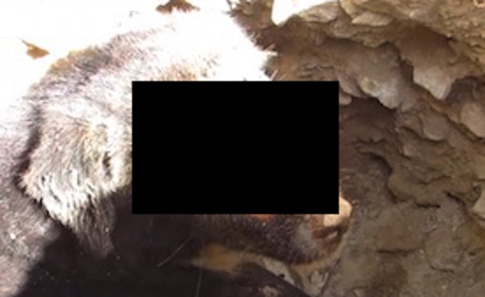 Dog Face Chewed Off Maggots