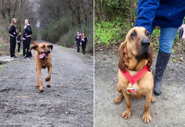 Dog Goes Out To Pee, Accidentally Runs Half-Marathon And Comes Seventh