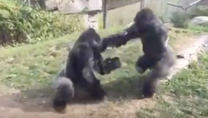 Gorilla Boxing Match