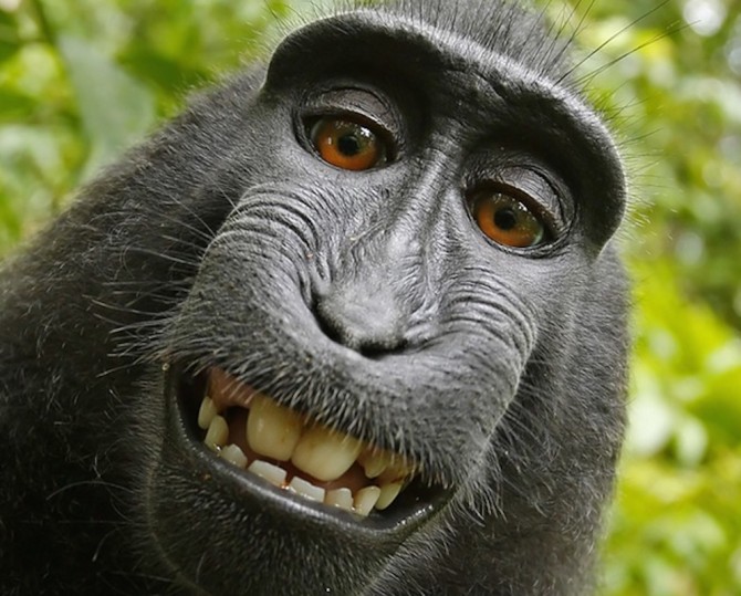 Monkey Selfie