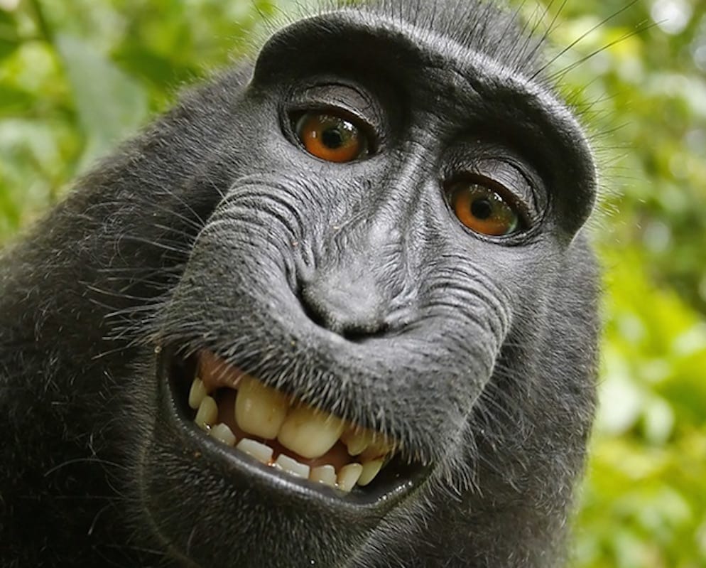 Monkey Selfie