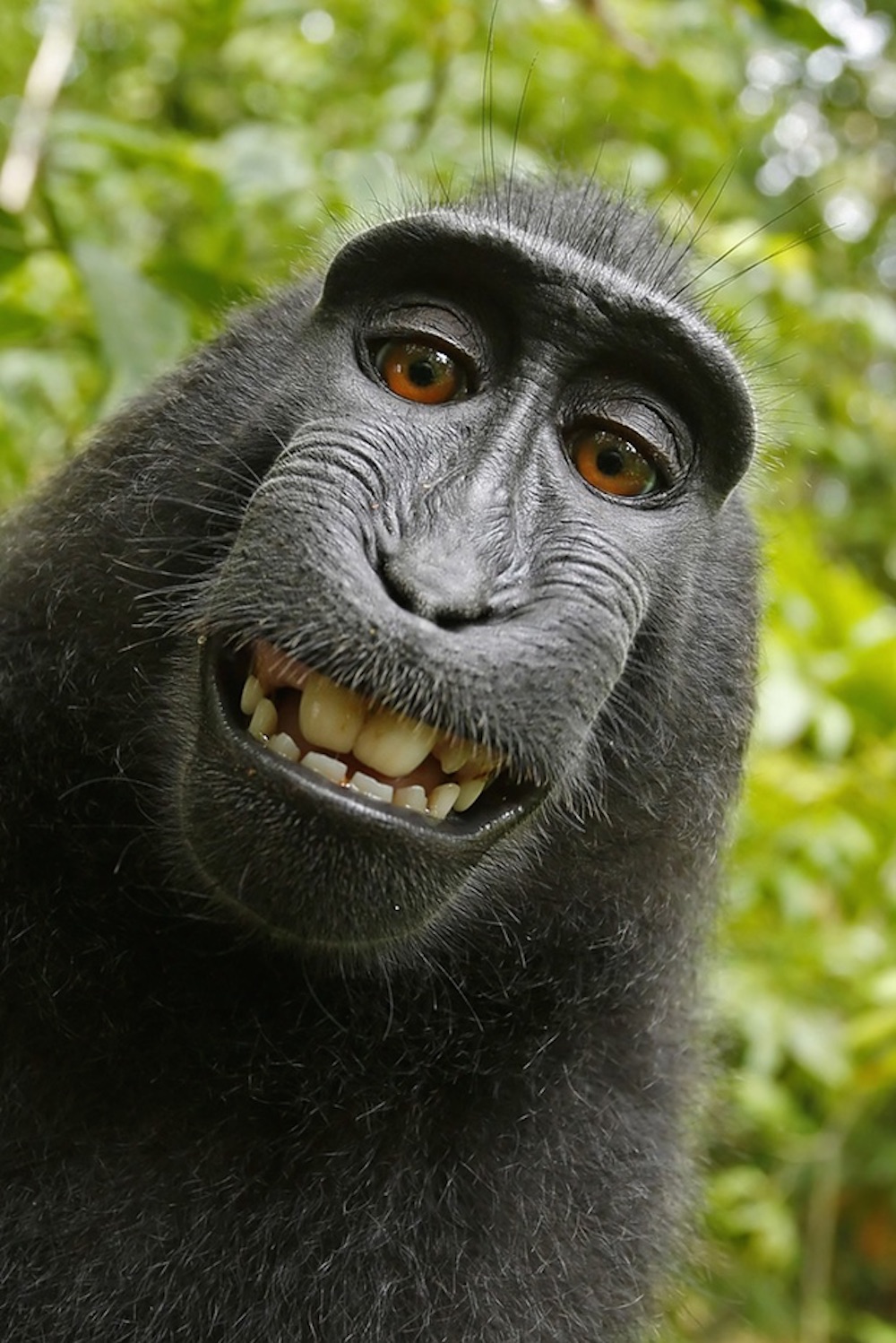 Monkey Selfie Big
