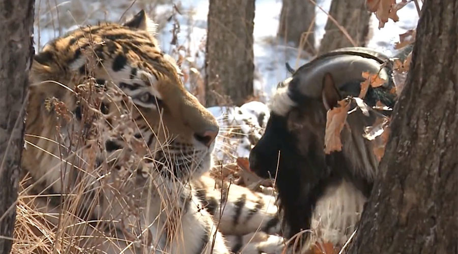 Russian Tiger Goat 2