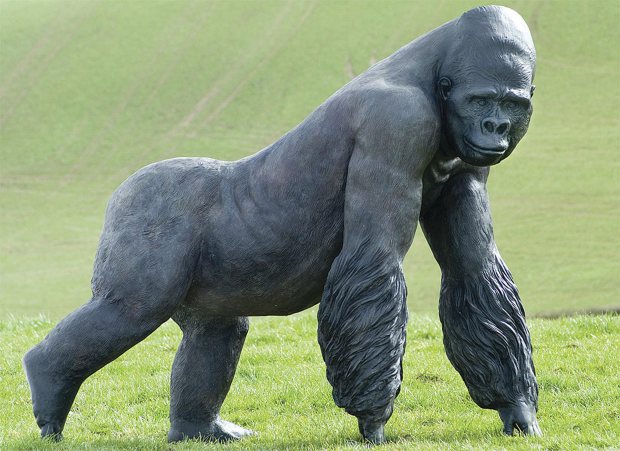 A life-size bronze cast of Jambo the gorilla which is expected to sell for thousands of pounds when it goes under the hammer, at Dominic Winter Auctioneers in South Cerney near Cirencester, Gloucestershire next month. Jambo hit the headlines for guarding a five-year-old boy who fell into his enclosure at Jersey Zoo on July 31 1986.The gorilla was credited with changing public perception of silverbacks from dangerous King Kong beasts to gentle giants and went on to become immortalised in bronze by sculptor David Cemmick. Undated handout photo issued by Dominic Winter Auctioneers of PRESS ASSOCIATION Photo. Issue date: Wednesday September 22, 2010.See PA story SALE Gorilla. Photo credit should read: Dominic Winter Auctioneers/PA Wire