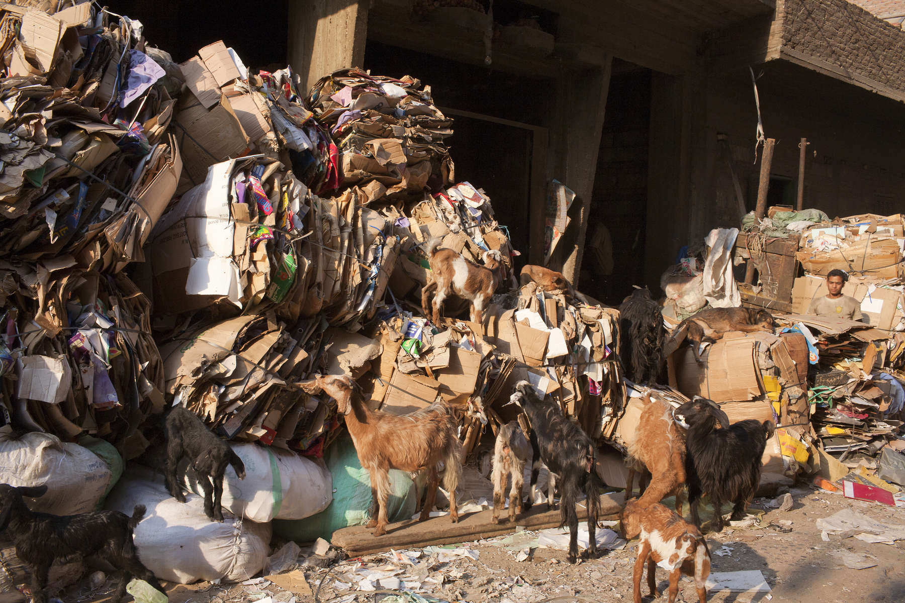 Zabaleen of Moqqatam - Goats