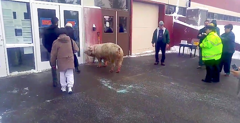 600 Pound Pig Vote