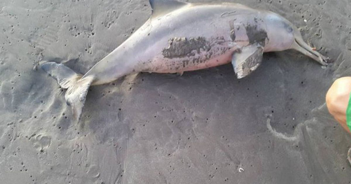 Dead Dolphin