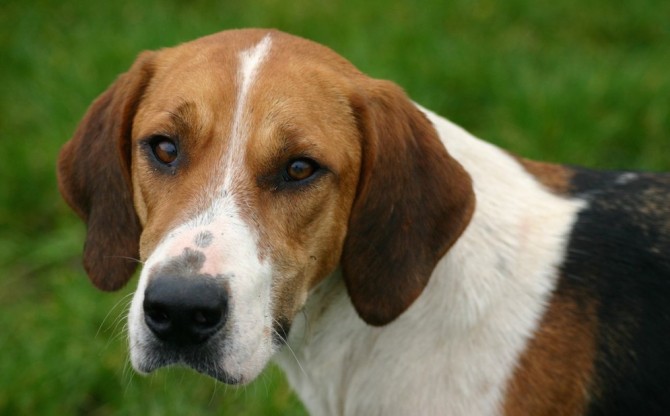 Foxhound