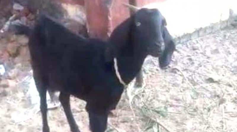 Indian Police Arrest ‘Repeat Offender’ Goat Then Grant Him Bail