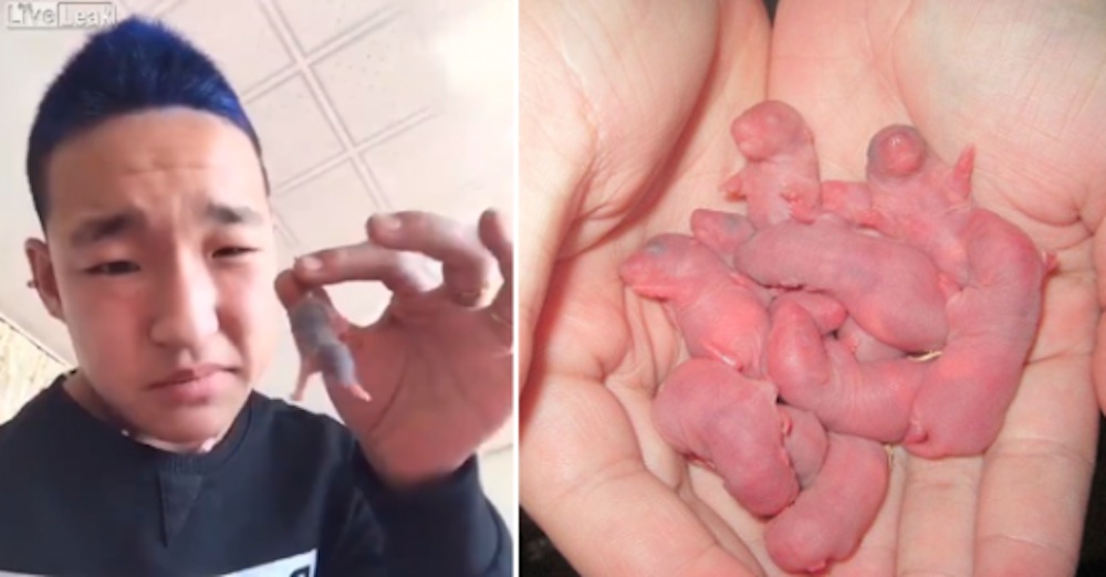 Guy Eats Live Baby Rat
