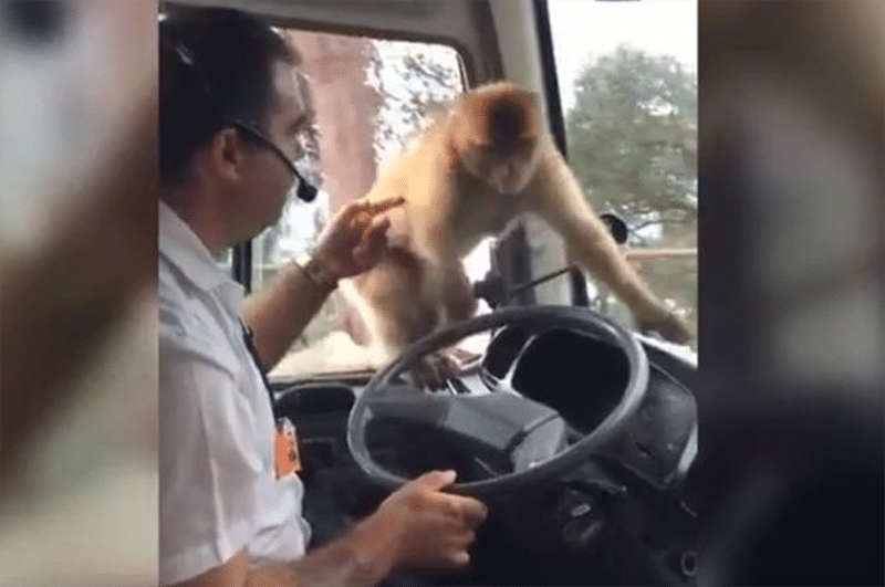 Watch This Monkey Pull Off The Heist Of The Century By Stealing Bus Driver’s Lunch