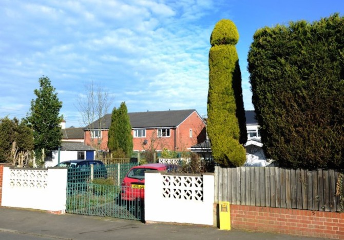 Penis Shrub