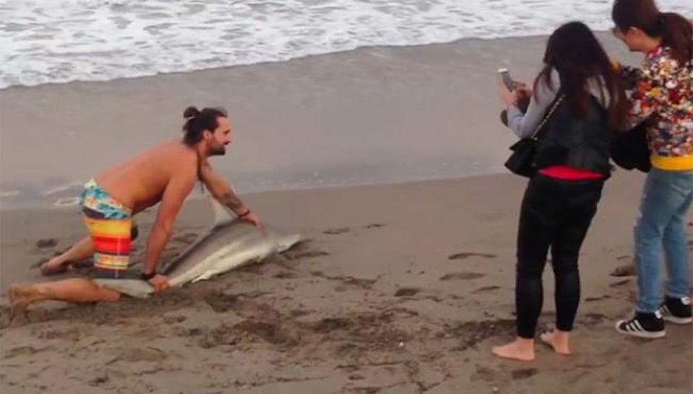 Pose Shark Pictures